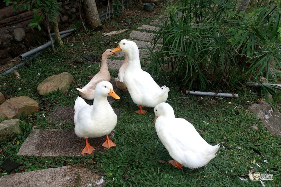 民宿可愛動物