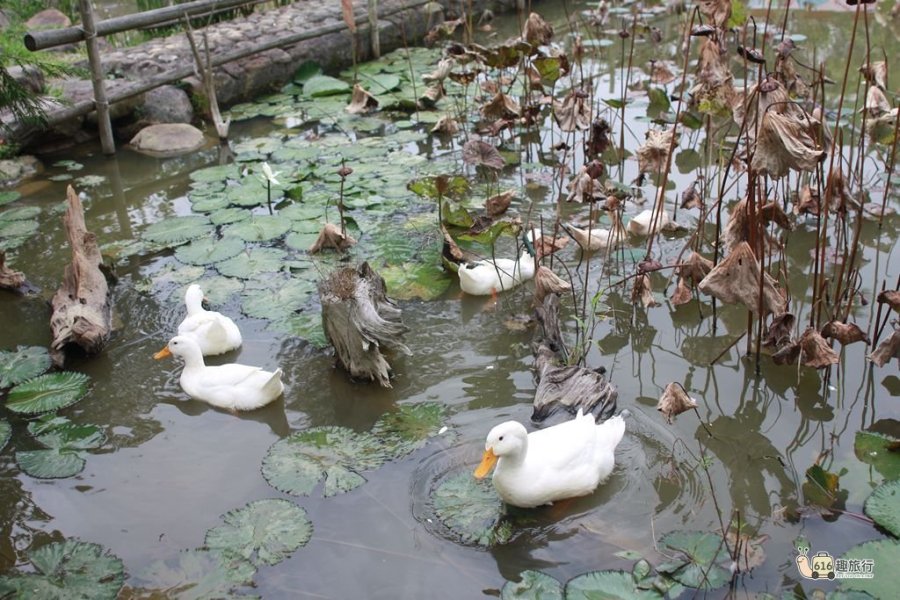 民宿可愛動物