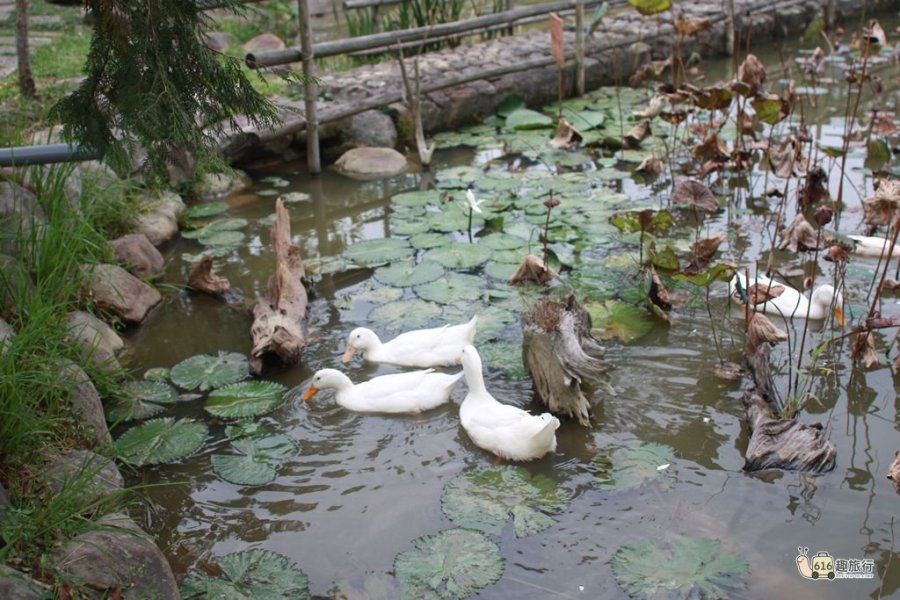 民宿可愛動物